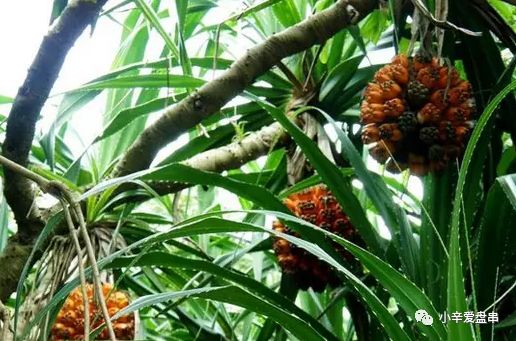 如何判断滴血莲花菩提,滴血莲花菩提怎么区分档次