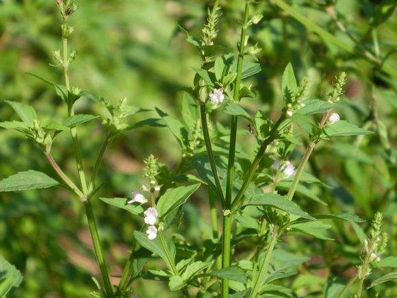 农村地头很多半枝莲,农民为什么不种植,反而种植粮食?