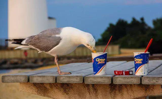 凶猛的海鸥,海鸥残忍伤害企鹅