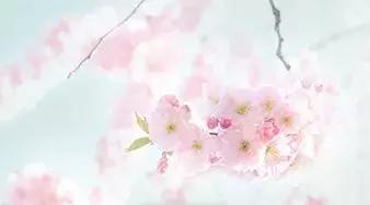 抚州樱花景区,抚州看樱花的地方