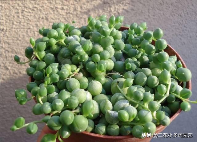 365种·常见花卉图谱，观果和多肉植物收藏篇