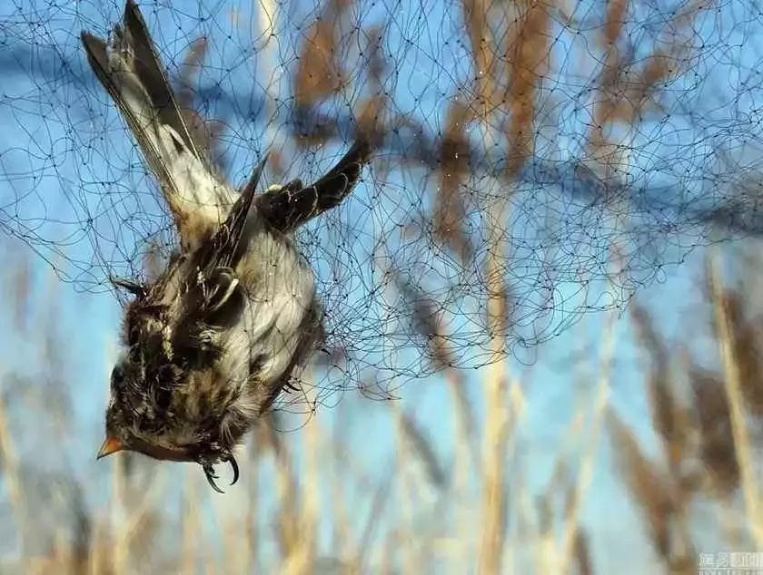男子贩卖国家二级保护动物被刑拘,男子捕捉野生猫被拘留