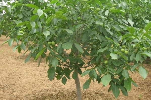 核桃全身都是宝,核桃全身是宝有什么作用