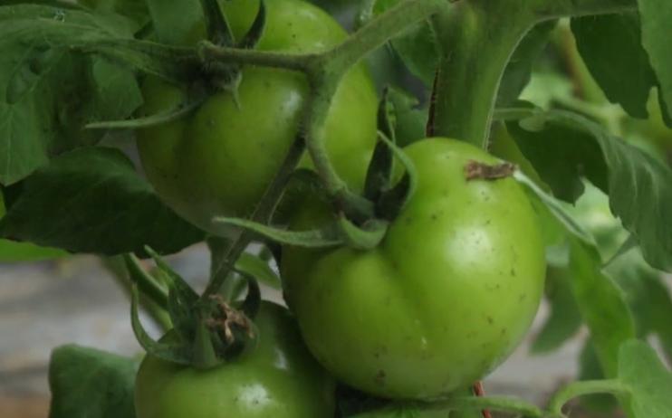 大棚滴水严重咋回事,大棚棚膜滴水问题怎么解决