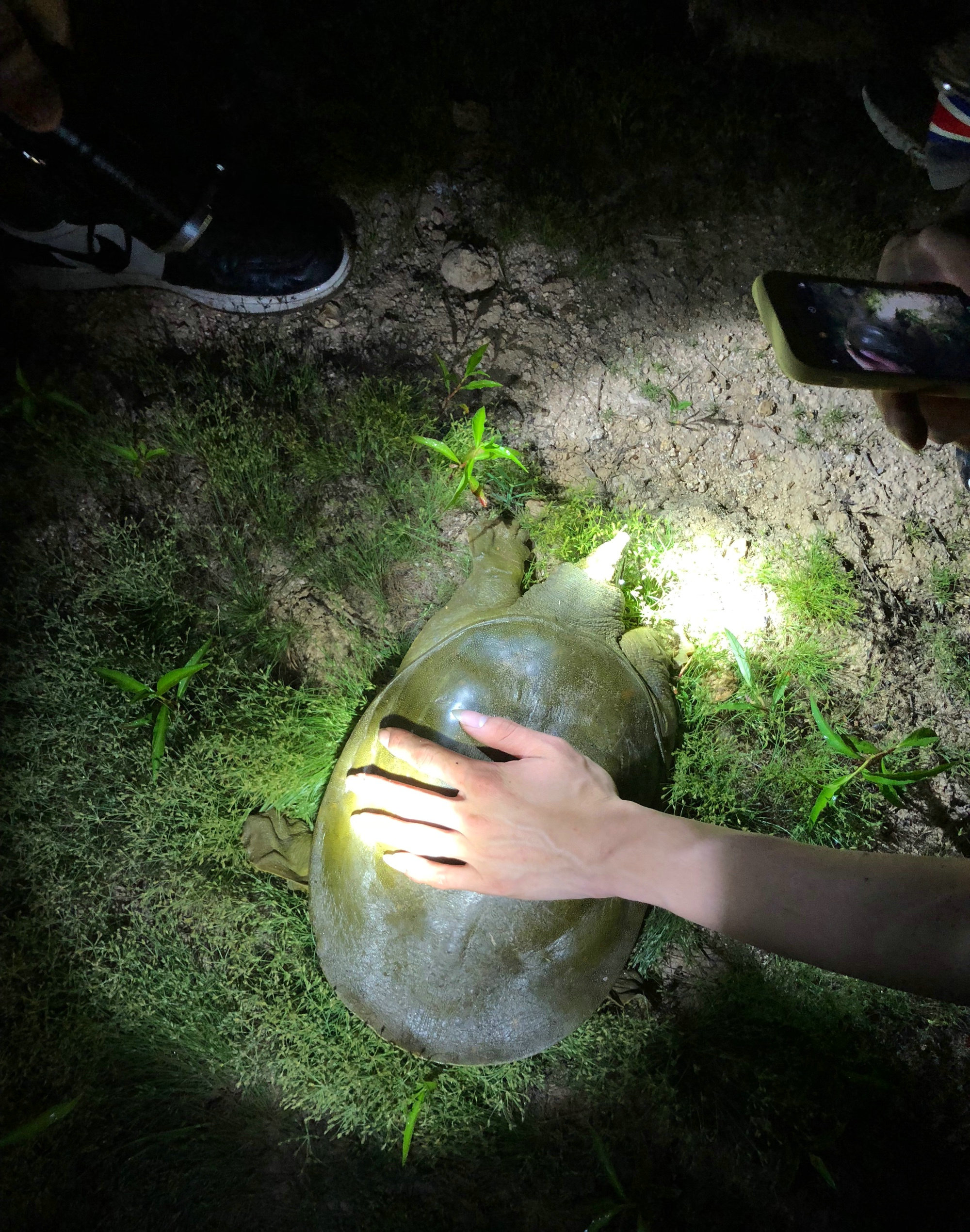 钓鱼人钓到鳖,南阳一46斤百年巨鳖上岸被捉