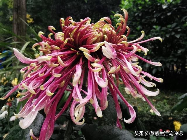 菊花开过后如何养护来年再开花,菊花的详细养护和技巧