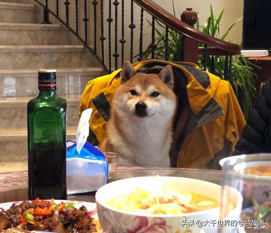 怀孕期间狗狗需要注意什么,孕妇能接触狗狗吗注意事项