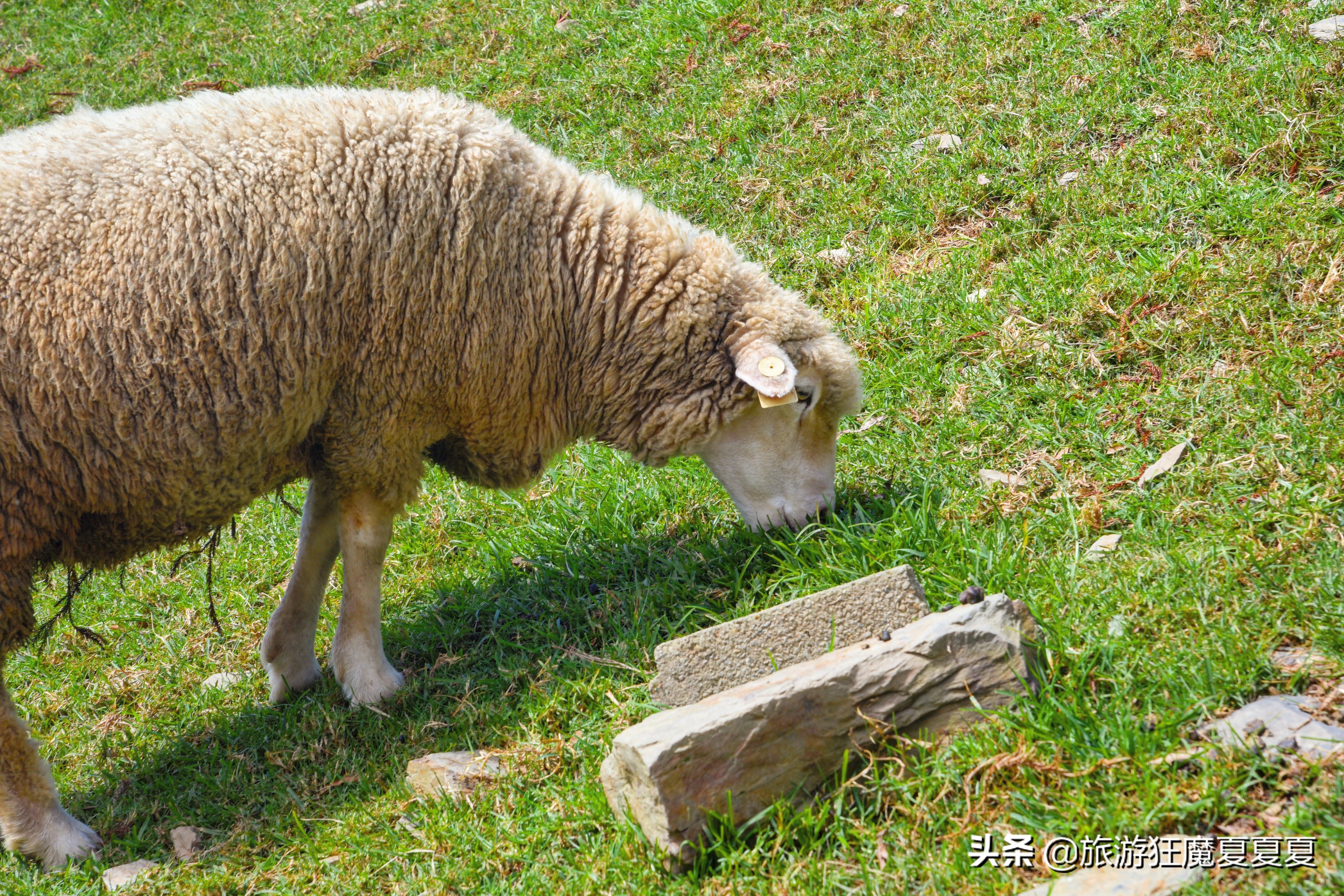 台湾清境农场,亲子旅游好去处,蒋经国先生都给予高度评价