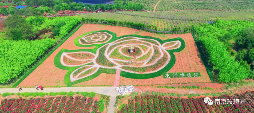 南京溧水千亩玫瑰,南京玫瑰园千亩花海迎来盛花期