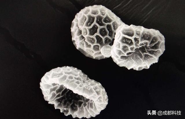 生命科学研究揭秘细胞的小秘密,探索细胞奥秘