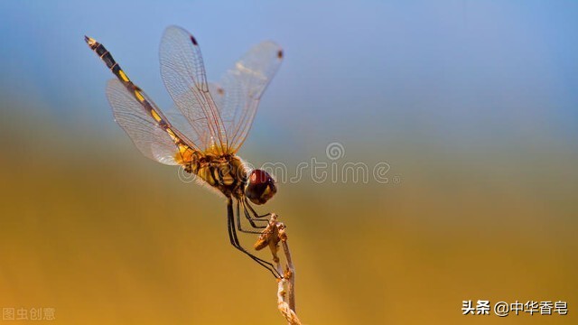 四川的小黑蚊子是怎么形成的,默默蚊怎么来的