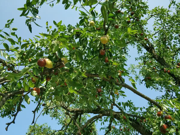 中国红枣之乡新郑,新郑市助力乡村振兴