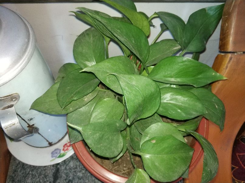 绿植冻伤怎么修剪,绿植冻伤后救治药物