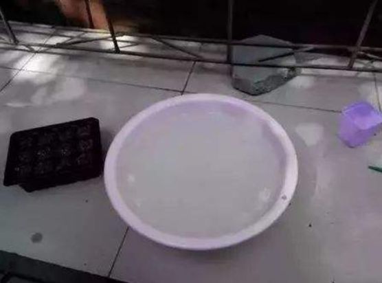 花卉黄叶最好的土办法,花卉黄叶落叶怎样防治