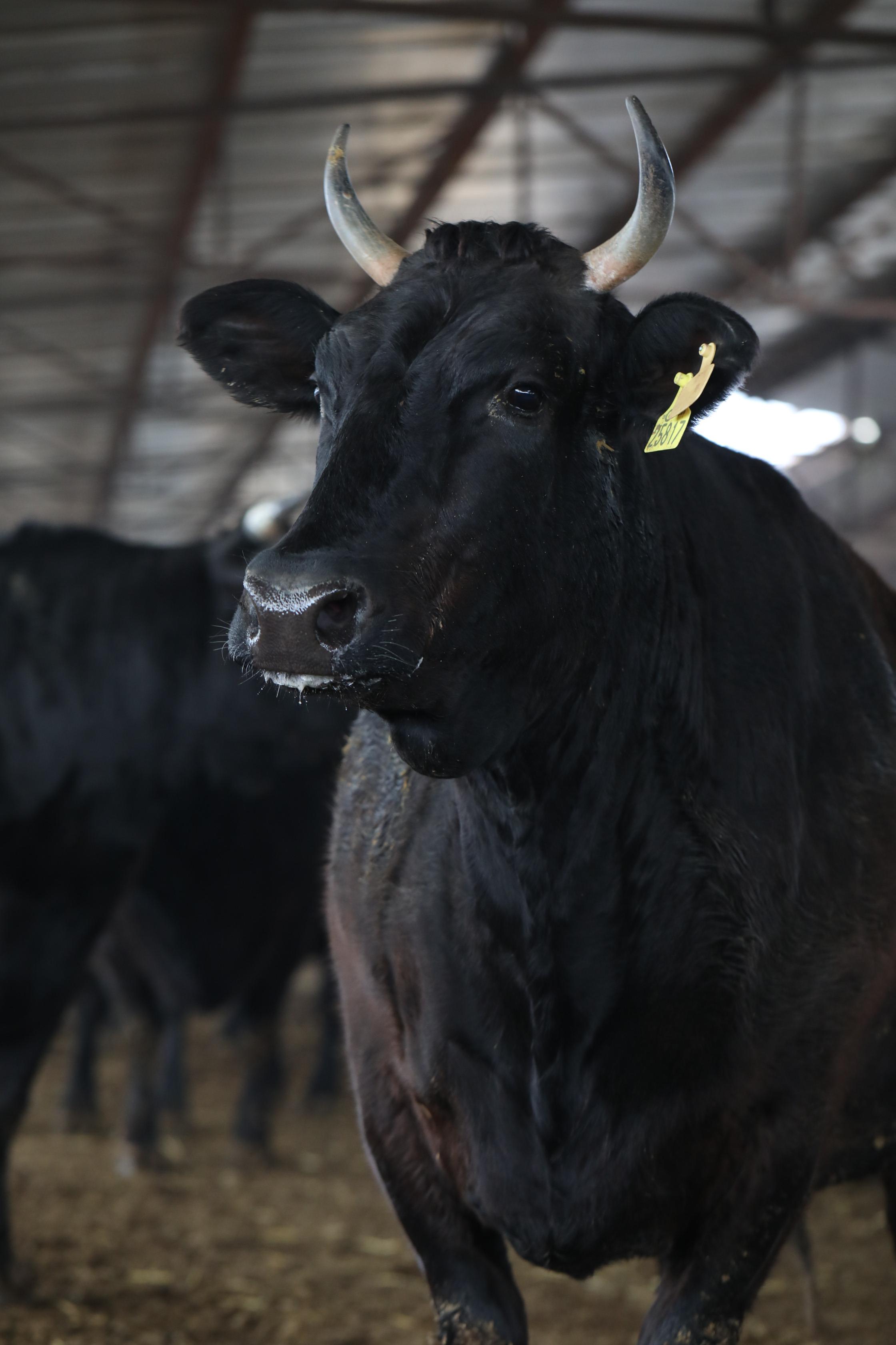 一头牛能挣三四千块钱的视频,一头牛赚1万
