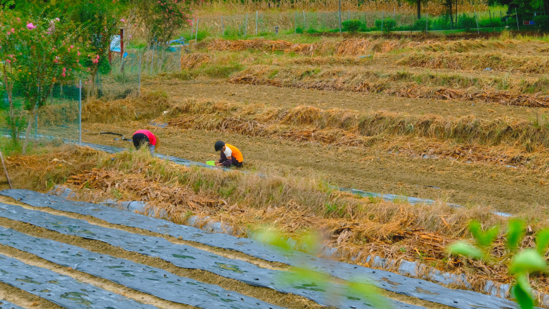 云浮南山森林公园锦鸡,云浮南山森林公园航拍