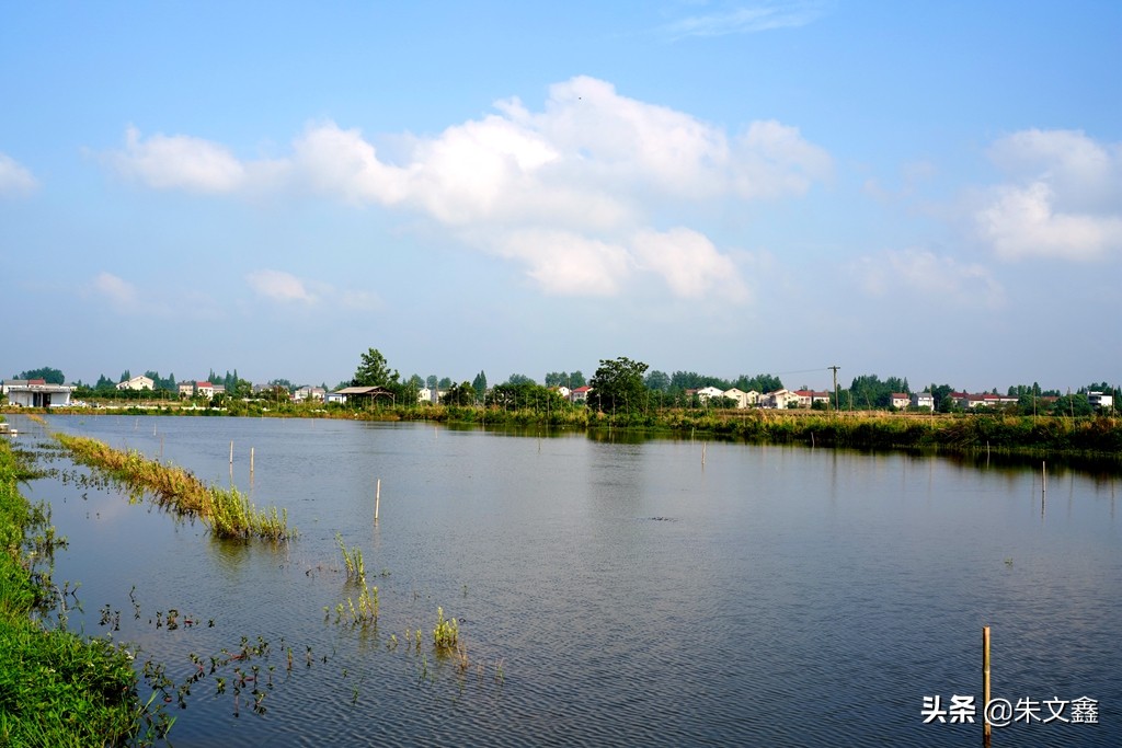 监利红虾红遍天下,中国小龙虾之乡监利