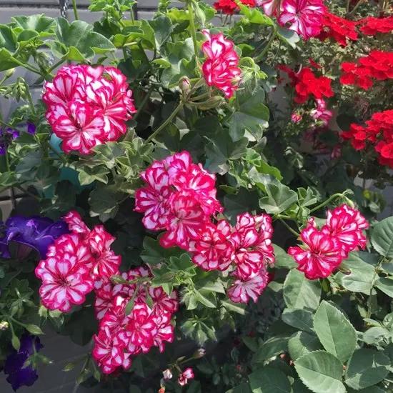 10种天竺葵,天竺葵100种图片大全