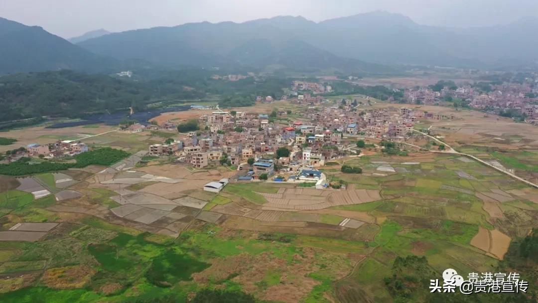 厉害藤县成功签约26亿元项目,厉害这个村凭一条虾走上了致富路