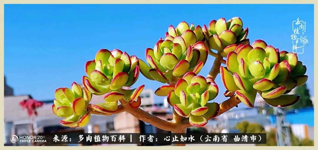 景德镇精品拇指多肉盆,轻奢多肉拇指盆3.5