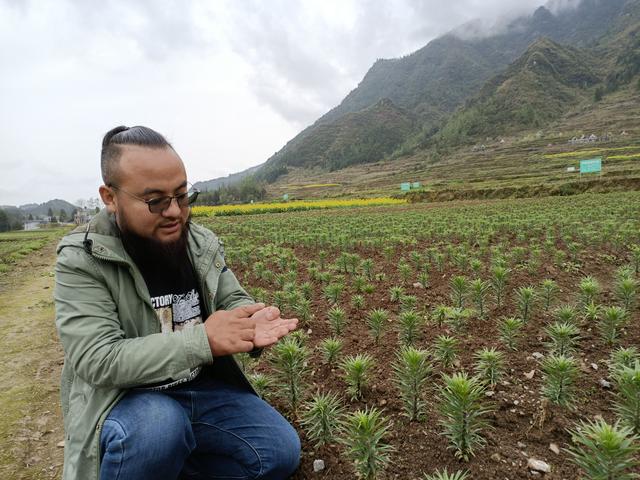 农村小伙回家创业种葡萄,农村小伙回家创业种甘蔗