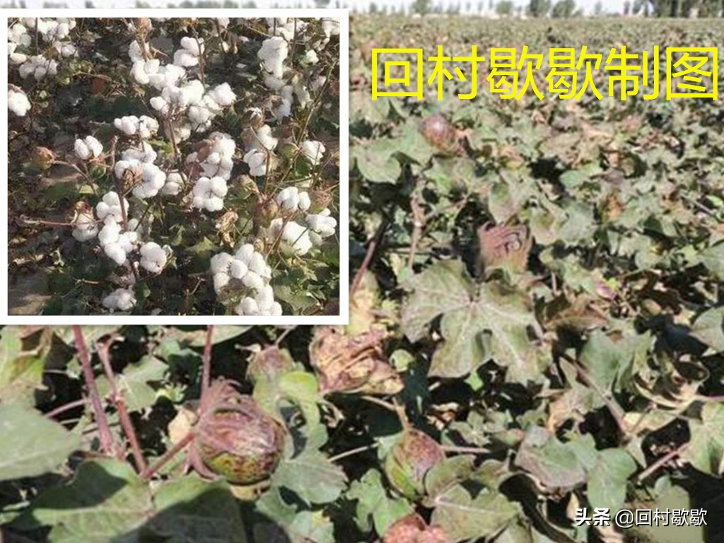 使用催熟剂的好处,棉花催熟剂几天见效