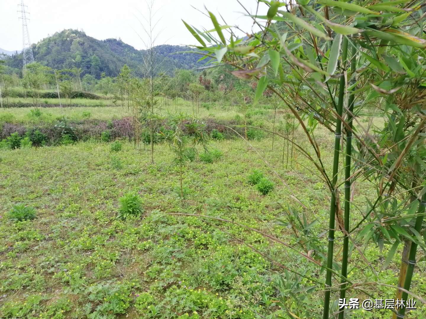 栽5棵竹子多久能成林,栽一棵竹子苗几年能长出小竹子来