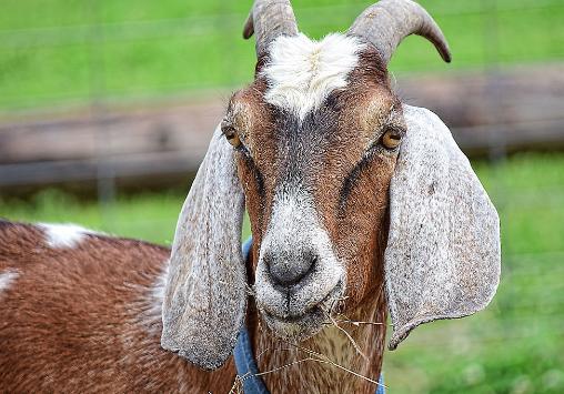 母羊喂什么对子宫内膜炎有好处,母羊内膜炎怎么办