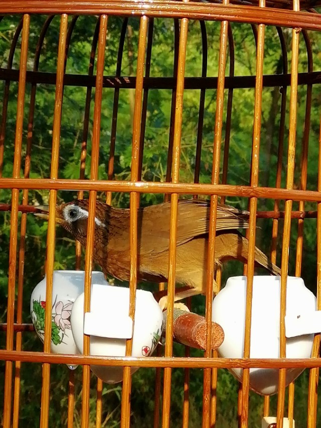 从画眉鸟尾巴的摆动去了解它的性。你知道这三点吗？