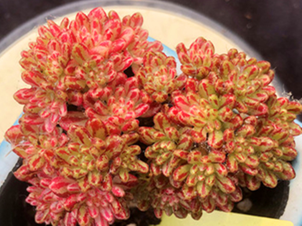 多肉小苗不值钱,多肉贵货夏天怎么养