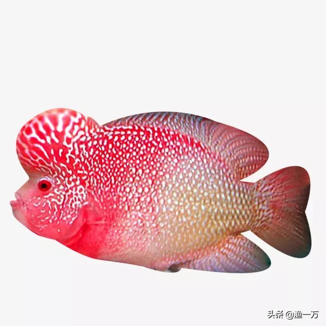 罗汉鱼挖坑,罗汉鱼各阶段技巧