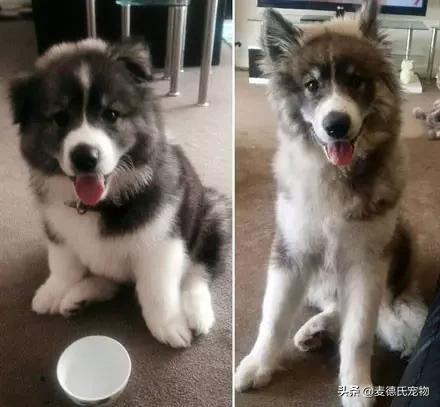 狗中三傻阿拉斯加萨摩耶,哈士奇阿拉斯加萨摩耶是哪里的狗