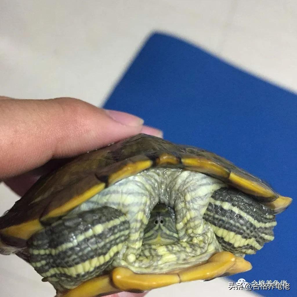 龟常见的病,龟水肿怎么解决