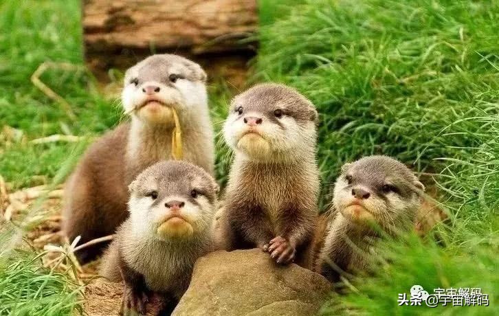 20张动物照片,宝宝萌照动物图片