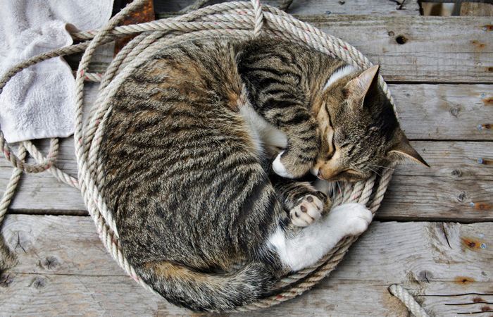 猫咪鼻子干燥是生病了吗,猫咪鼻子干燥没精神一直睡觉