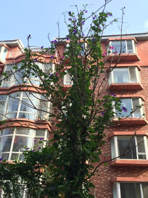 仿写技巧训练书怎么写,仿写是写作能力提高的最佳方法