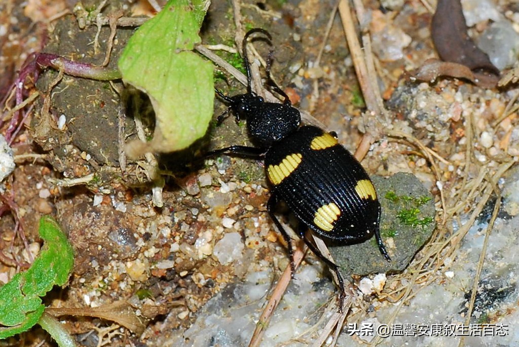 了解昆虫的基本知识,昆虫里面到底有哪些你不认识的