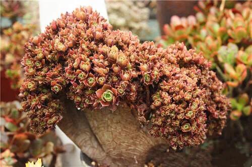 多肉法师韶羞现在能摘心吗,多肉法师欧紫跟韶羞的对比图