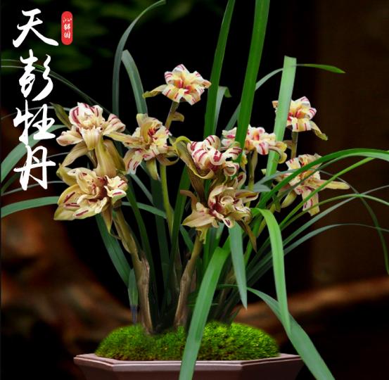 兰花八大名品价格,荷瓣兰花第一名品