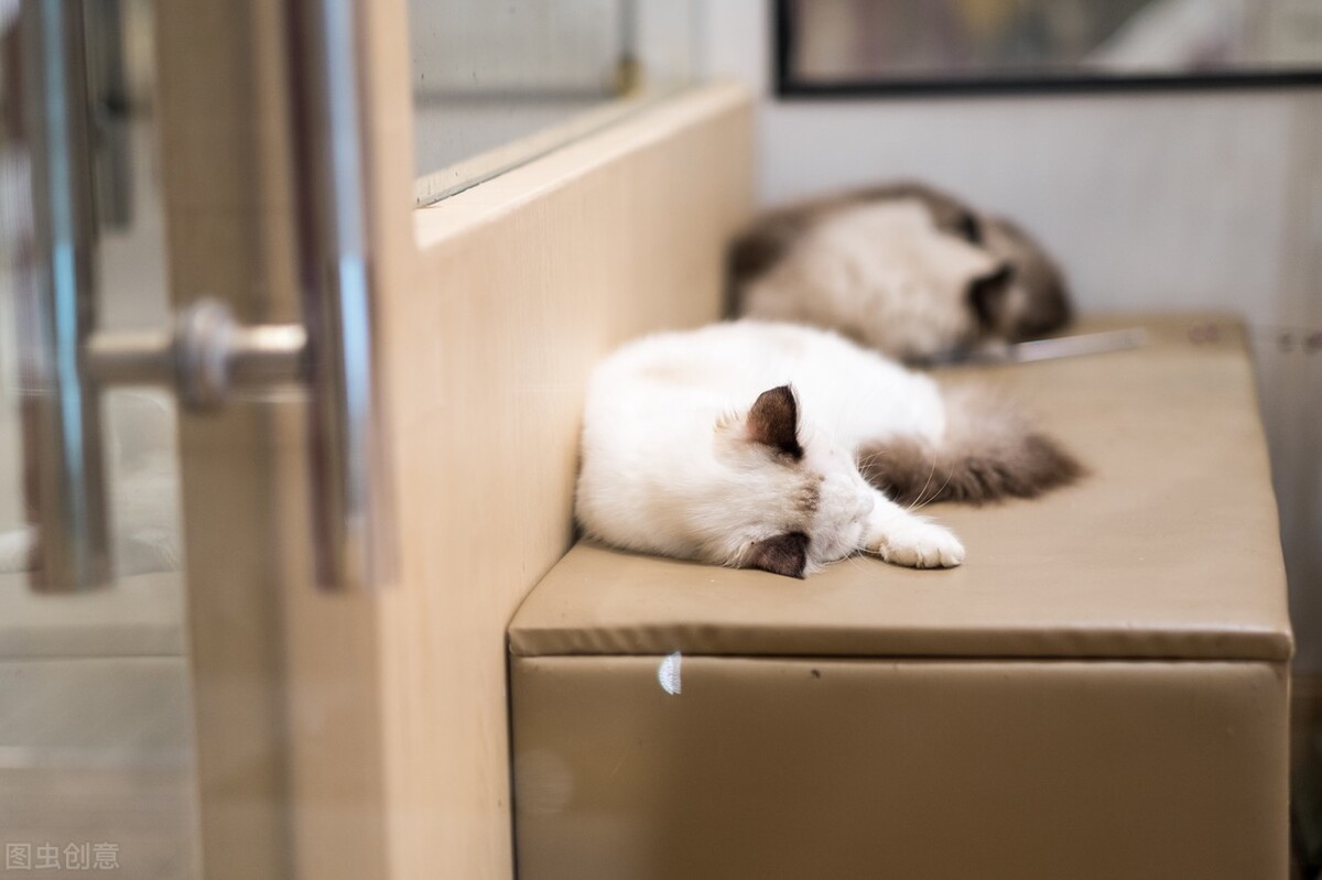 甲硝唑治猫口炎用量,猫口炎初期症状图片