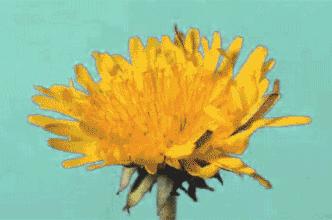 大便拉不干净总有便意是什么原因,觉得大便排不干净老有便意怎么办