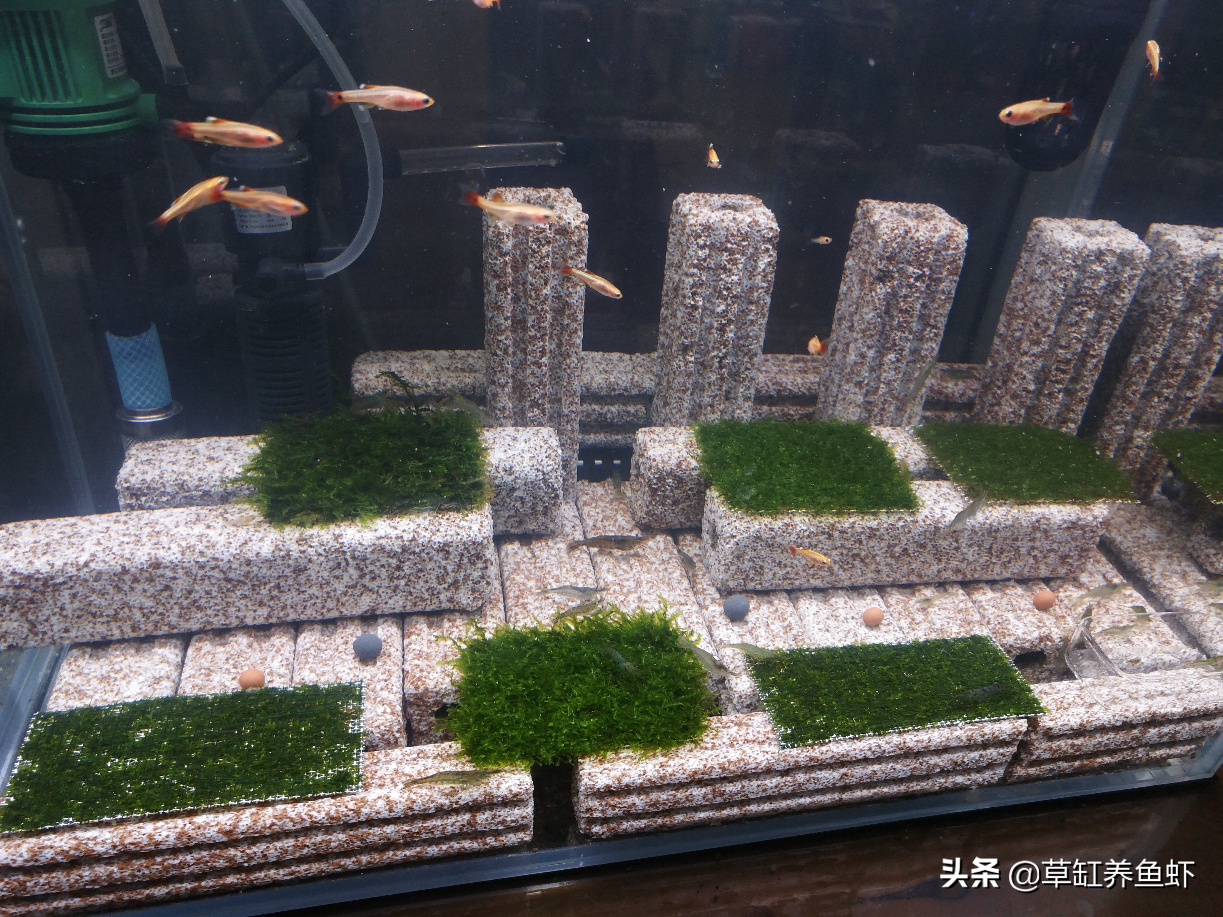 杜鹃根做莫斯树时间长会腐烂吗,莫斯树造景用沉木还是杜鹃根