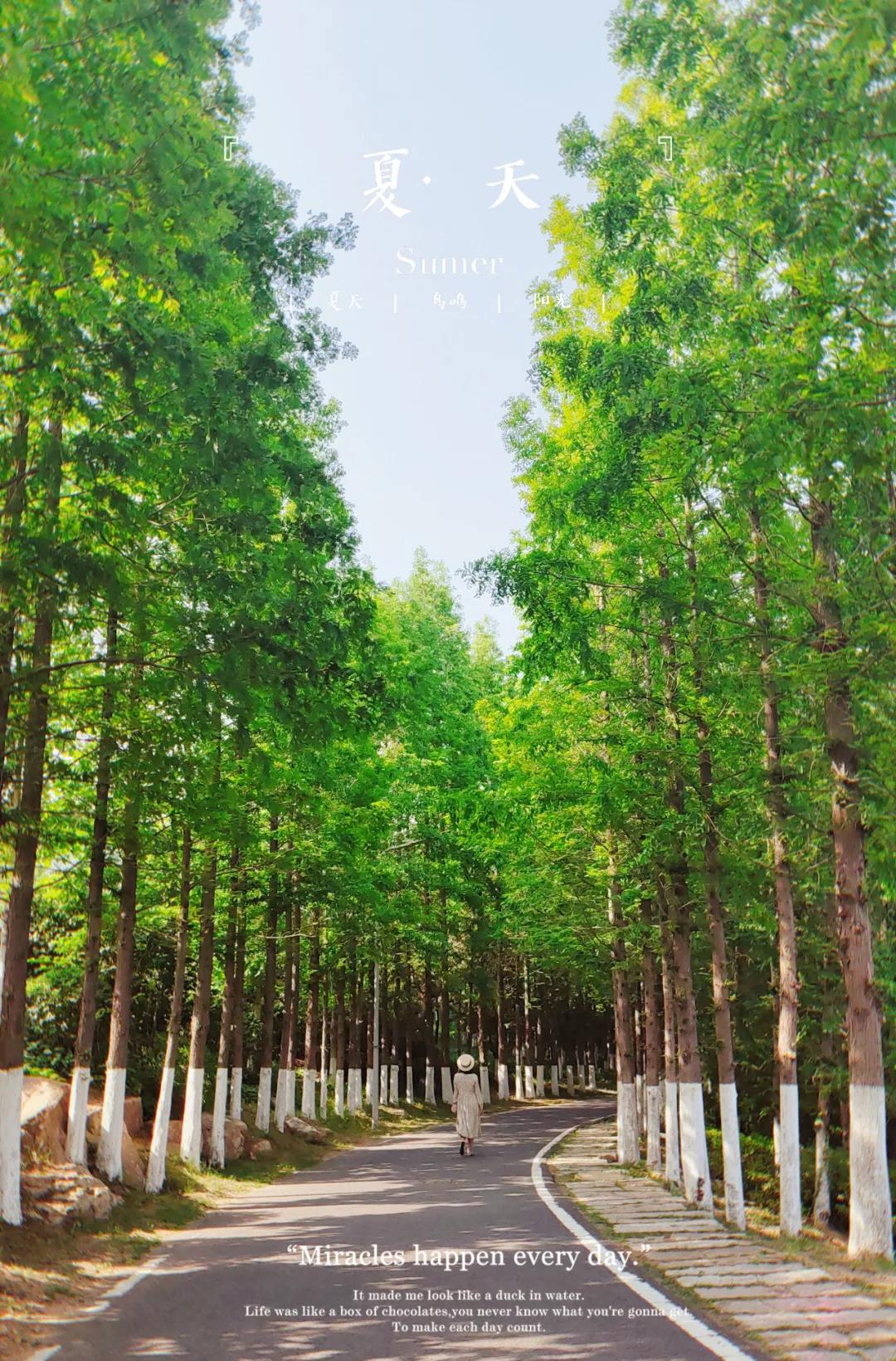 青岛粉黛花海拍照,青岛好看的拍照地怎么拍