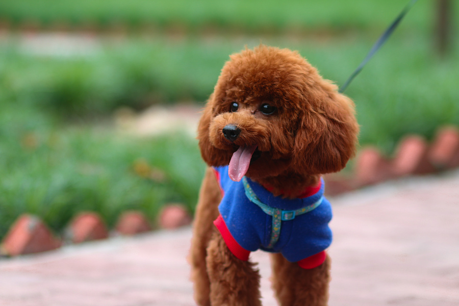 狗狗撒尿带血怎么治,养狗后尿血怎么回事男士