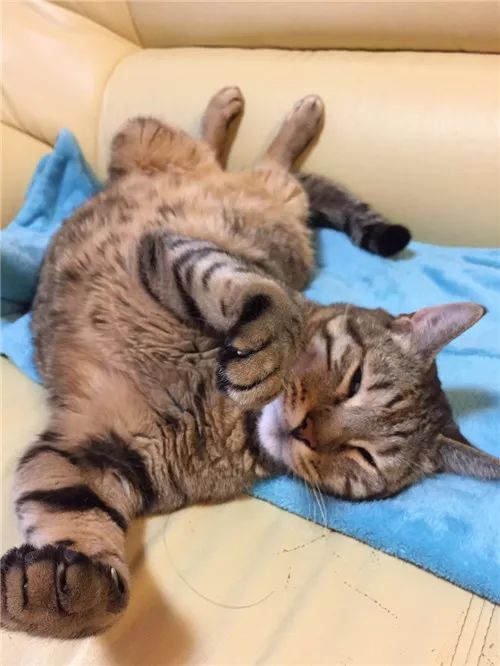 老板，这圆滚滚地怎么恢复出厂设置，说好的小可爱呢？