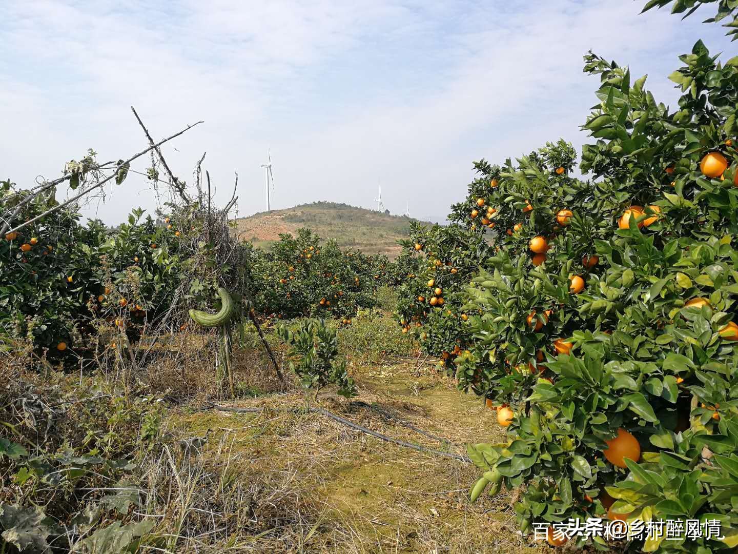 黑红胶囊可以治黄龙病吗,治黄龙病的黑白胶囊是什么