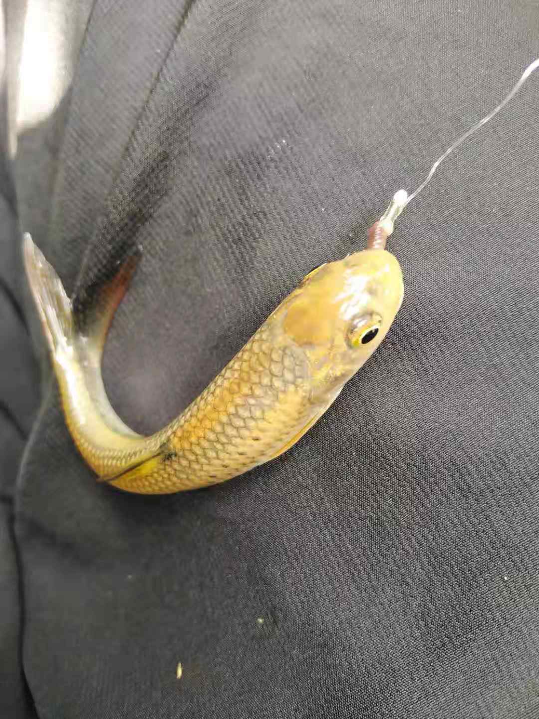 深山野河鱼好钓吗,深山小溪钓什么鱼比较好