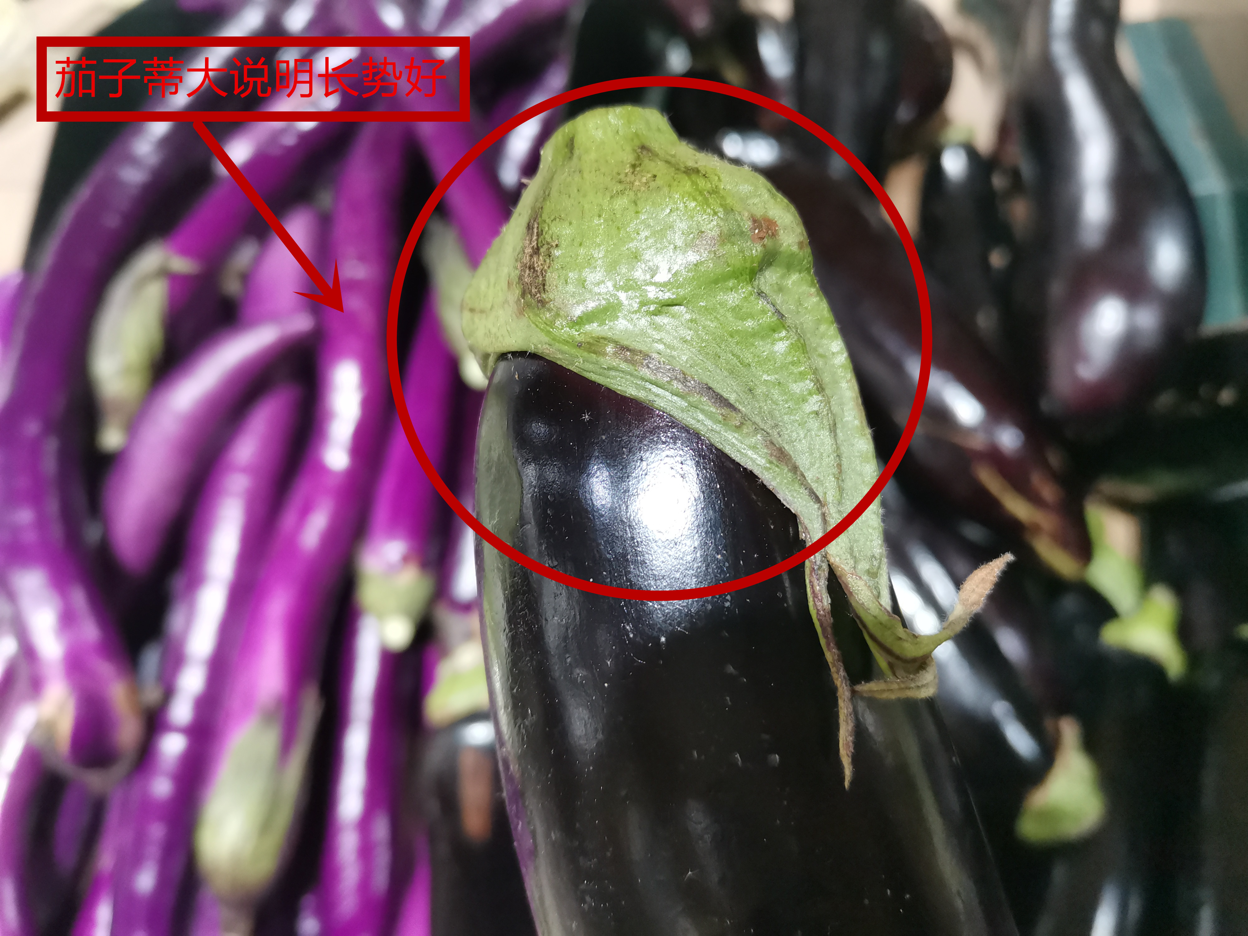 茄子有几种怎么区分,买茄子颜色深好还是浅好