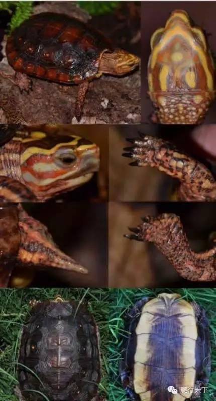 卢比达山龟介绍,卢比达山龟保护级别