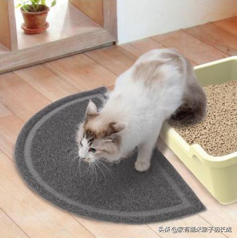 猫咪绝育之后反而乱尿怎么办,主人不在家猫咪乱拉乱尿什么原因